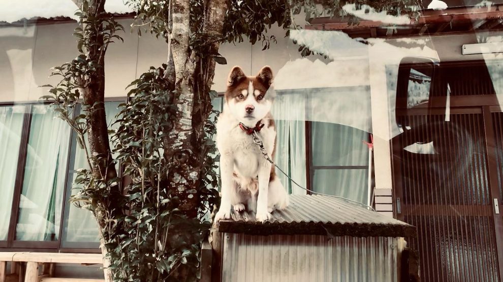 神鍋から但馬空港へ向かう道沿いのお家のお犬