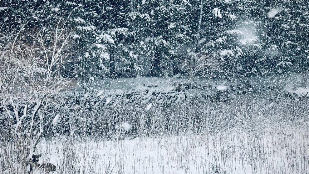 雪の中、鹿