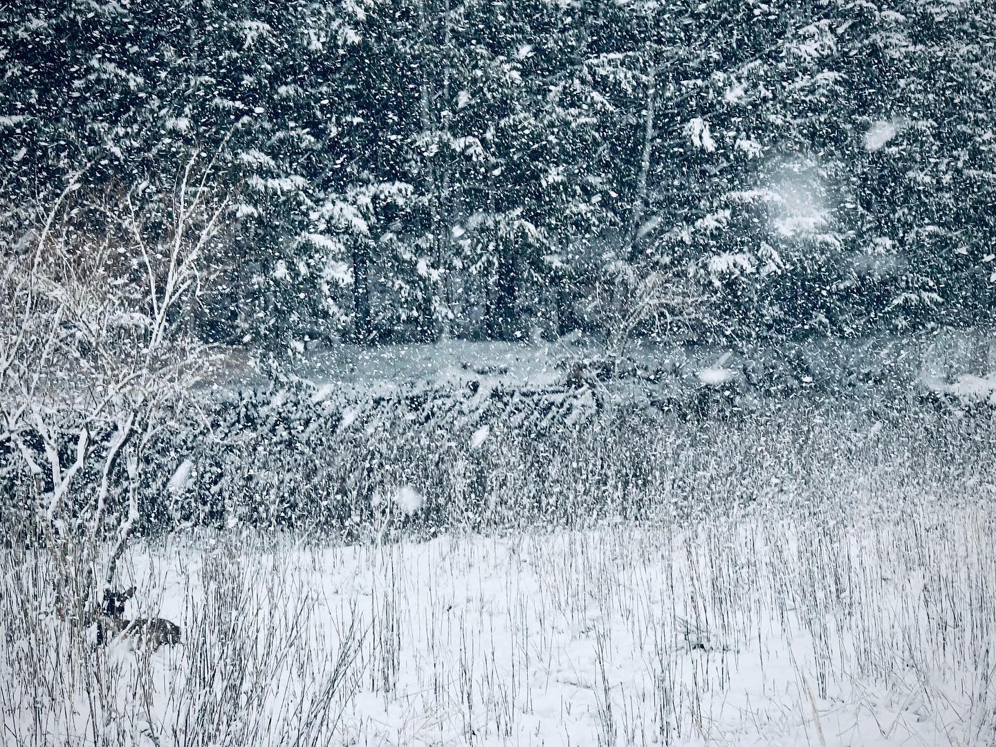 雪の中、鹿