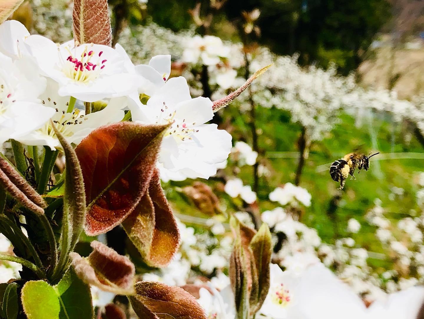 ミツバチと梨の花