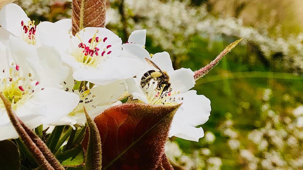 ミツバチと梨の花