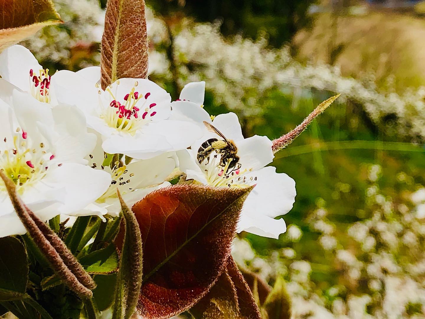 ミツバチと梨の花