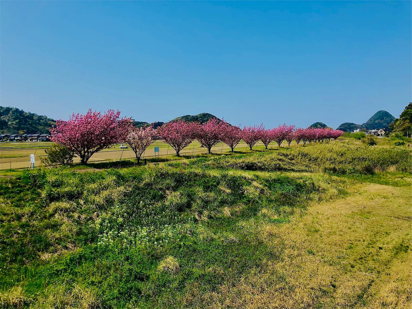 竹野川沿いの八重桜